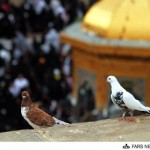 کبوتر حرم-خاطرات خدمت در حرم امام‌رضا علیه‌السلام-تولدت مبارک کبوتر!