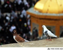 کبوتر حرم-خاطرات خدمت در حرم امام‌رضا علیه‌السلام-تولدت مبارک کبوتر!