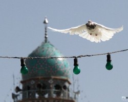 کبوتر حرم-خاطرات خدمت در حرم امام‌رضا علیه‌السلام-سعادت‌آباد