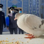 کبوتر حرم-خاطرات خدمت افتخاری در حرم امام‌رضا علیه‌السلام-اینا
