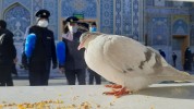 کبوتر حرم-خاطرات خدمت افتخاری در حرم امام‌رضا علیه‌السلام-اینا